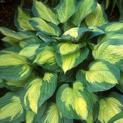 Hosta 'Captain Kirk'